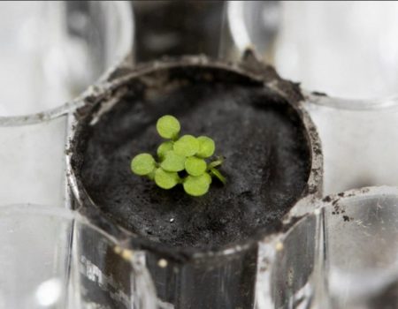 Scientists grow plants in lunar soil